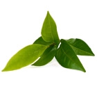 Ekstrakt z liści zielonej herbaty